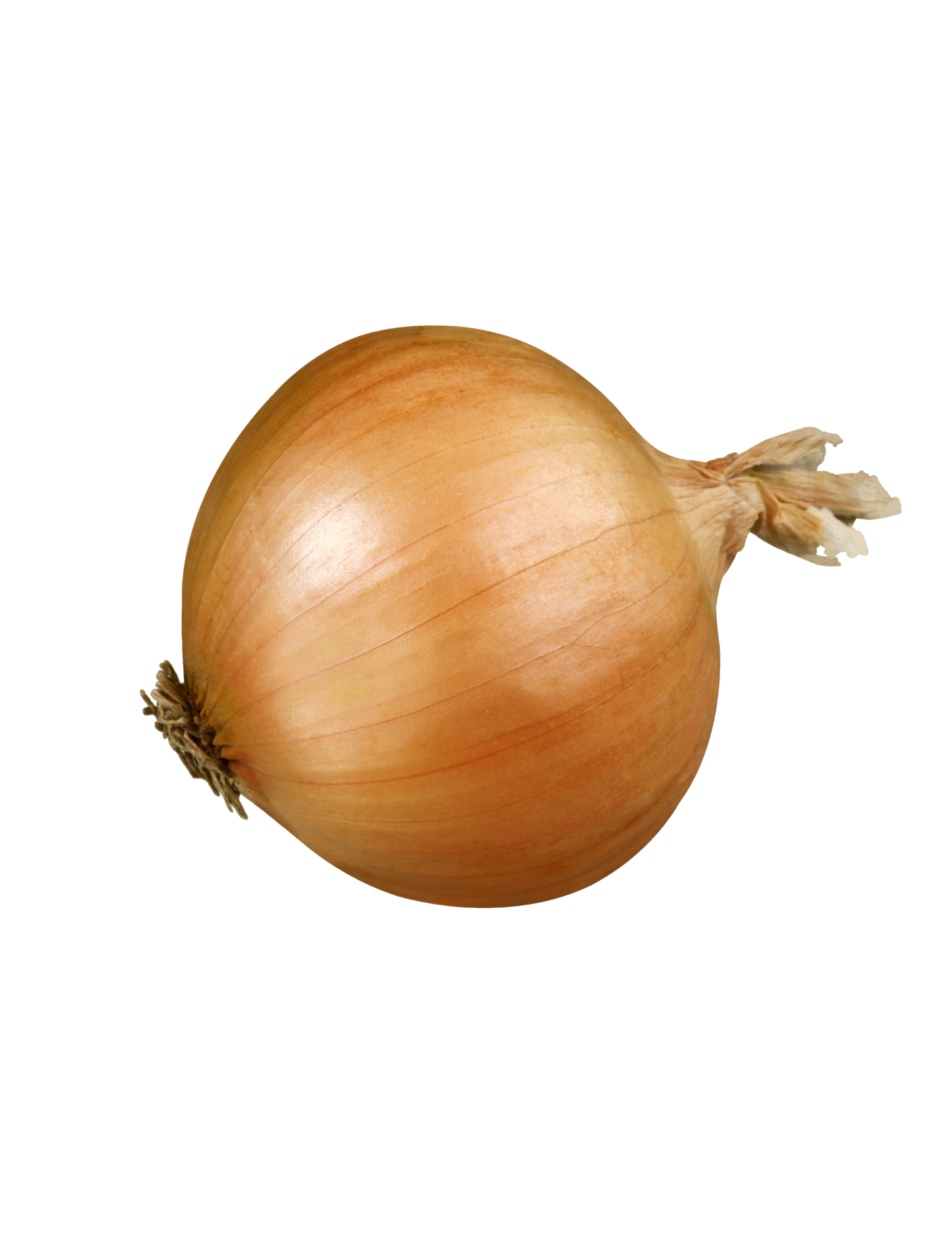 بصل أصفر