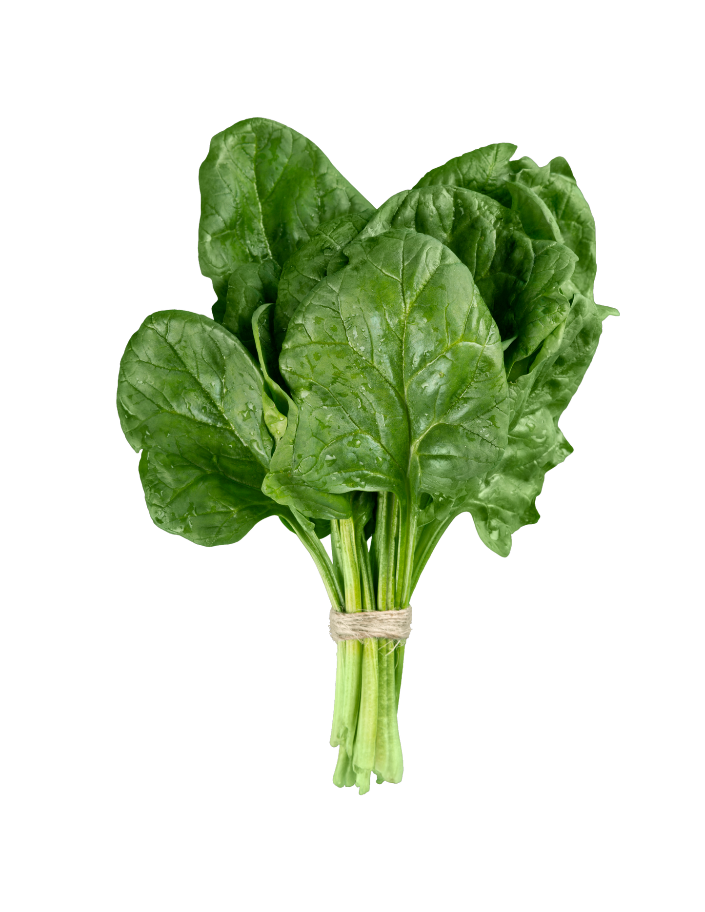 سبانخ